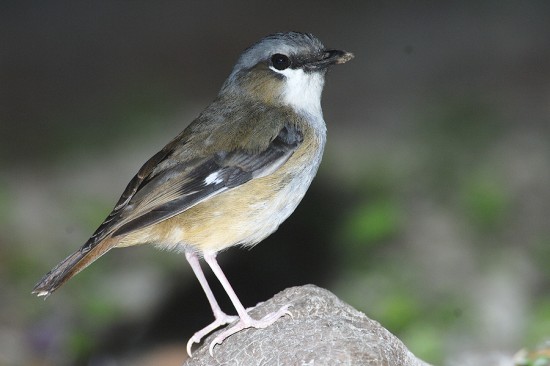 Pretty Gray-headed robin