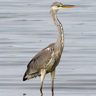 Gray heron