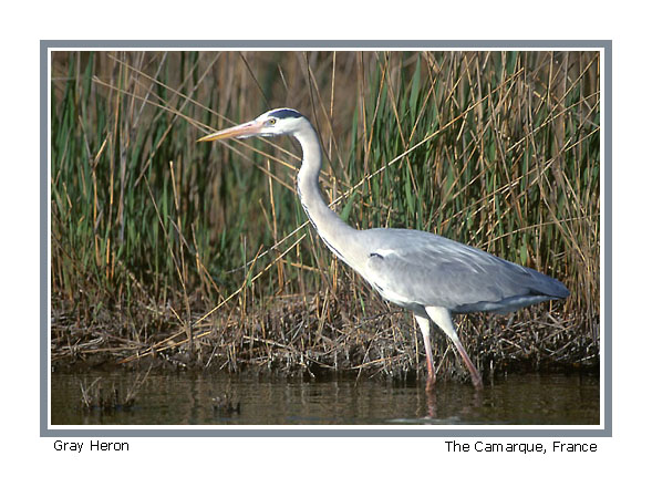 Pretty Gray heron