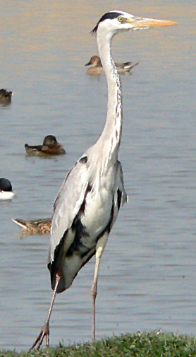 Pretty Gray heron