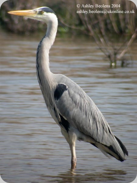 Pretty Gray heron