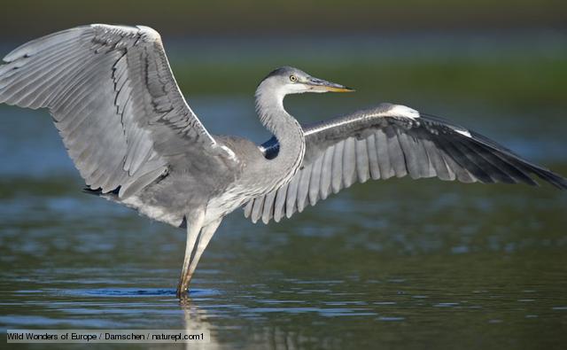 Pretty Gray heron