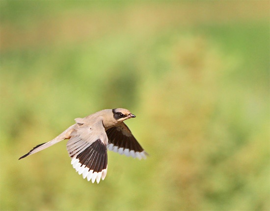 Gray hypocolius