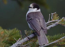 Gray jay