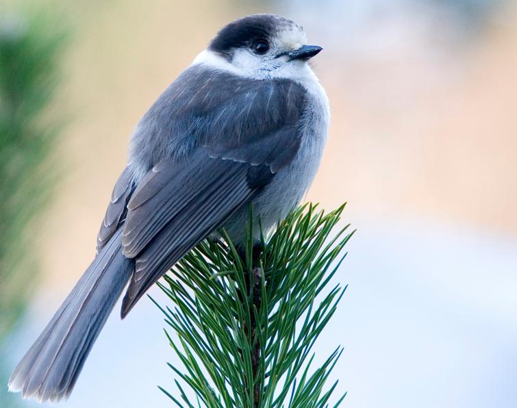 Pretty Gray jay