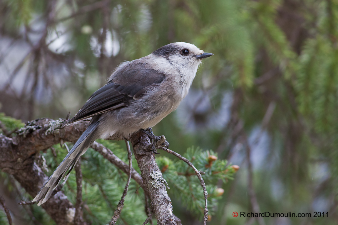 Pretty Gray jay