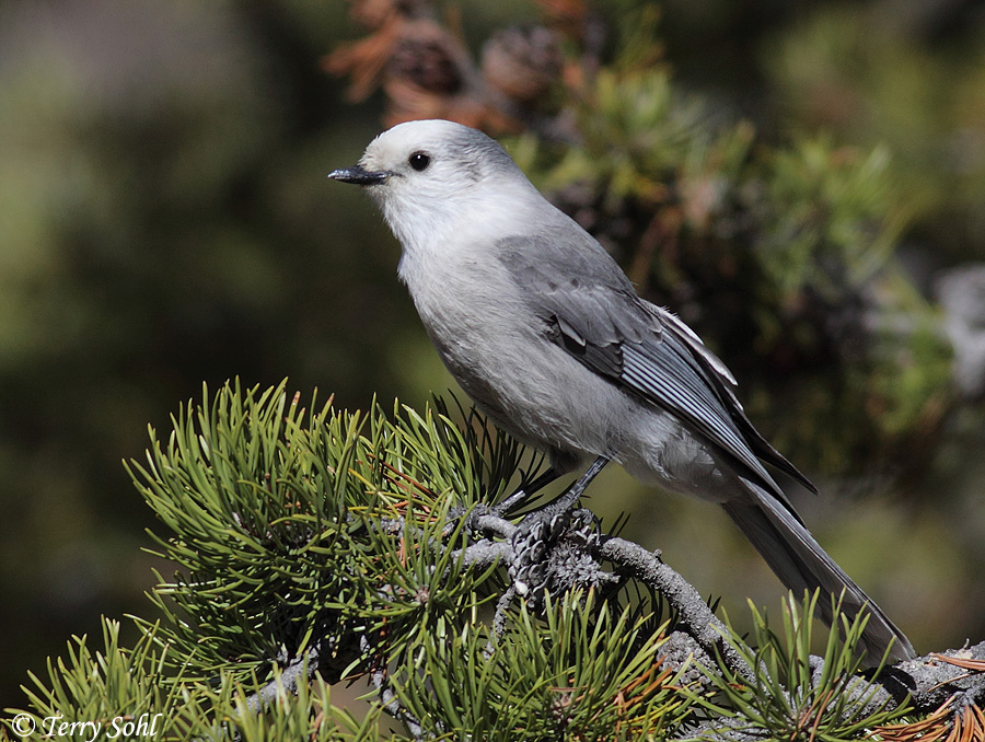 Pretty Gray jay