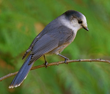 Pretty Gray jay