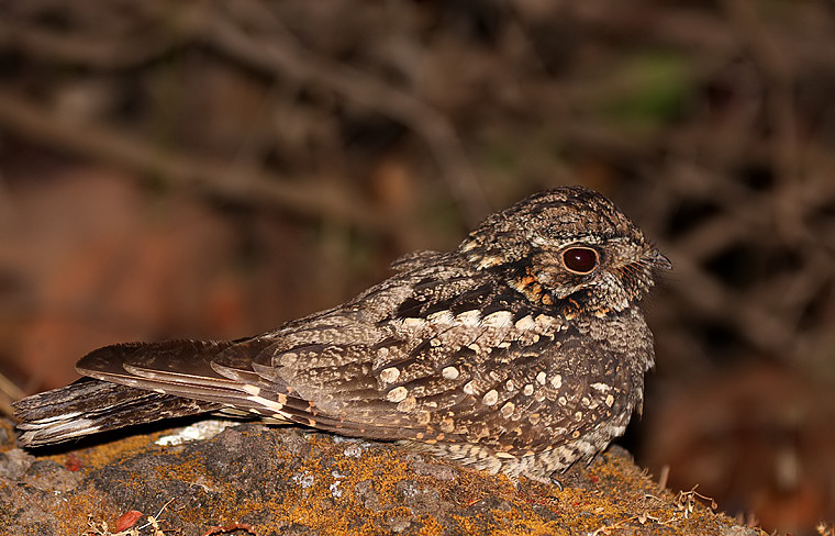 Gray nightjar