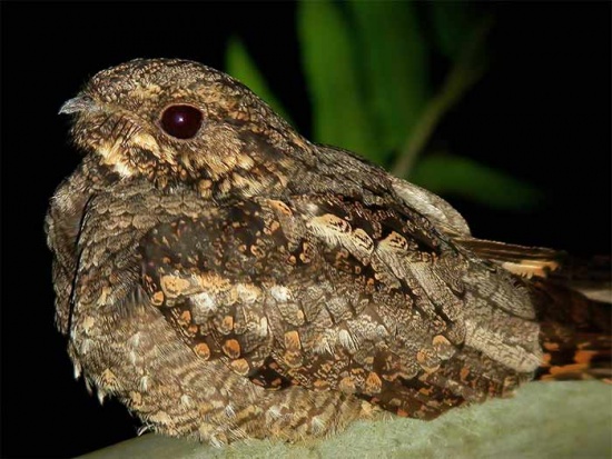 Pretty Gray nightjar