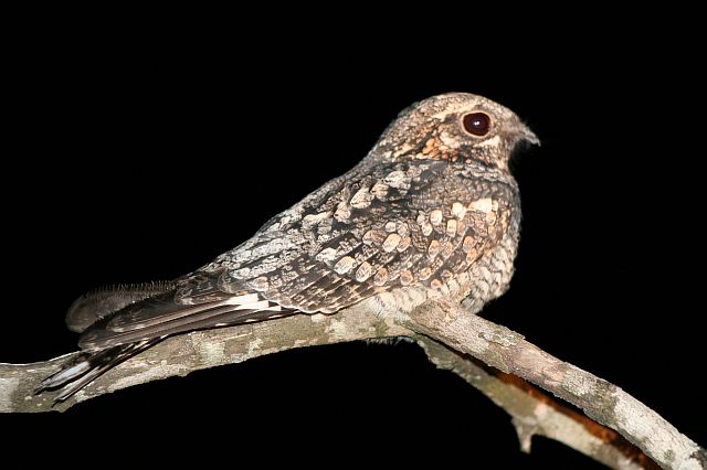 Pretty Gray nightjar