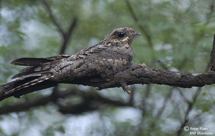 Pretty Gray nightjar