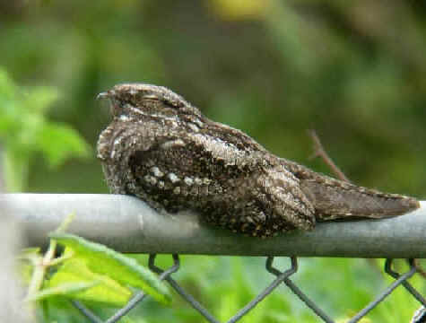 Pretty Gray nightjar