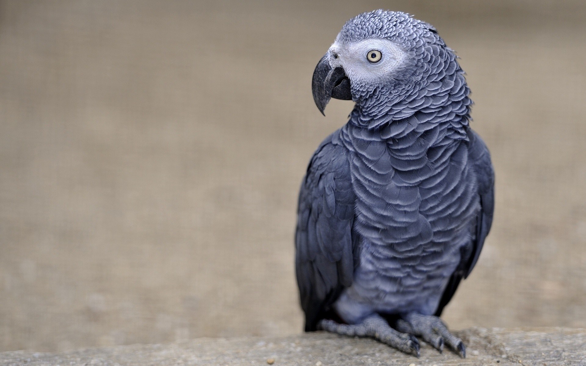 Gray parrot