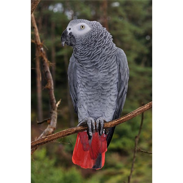 Pretty Gray parrot