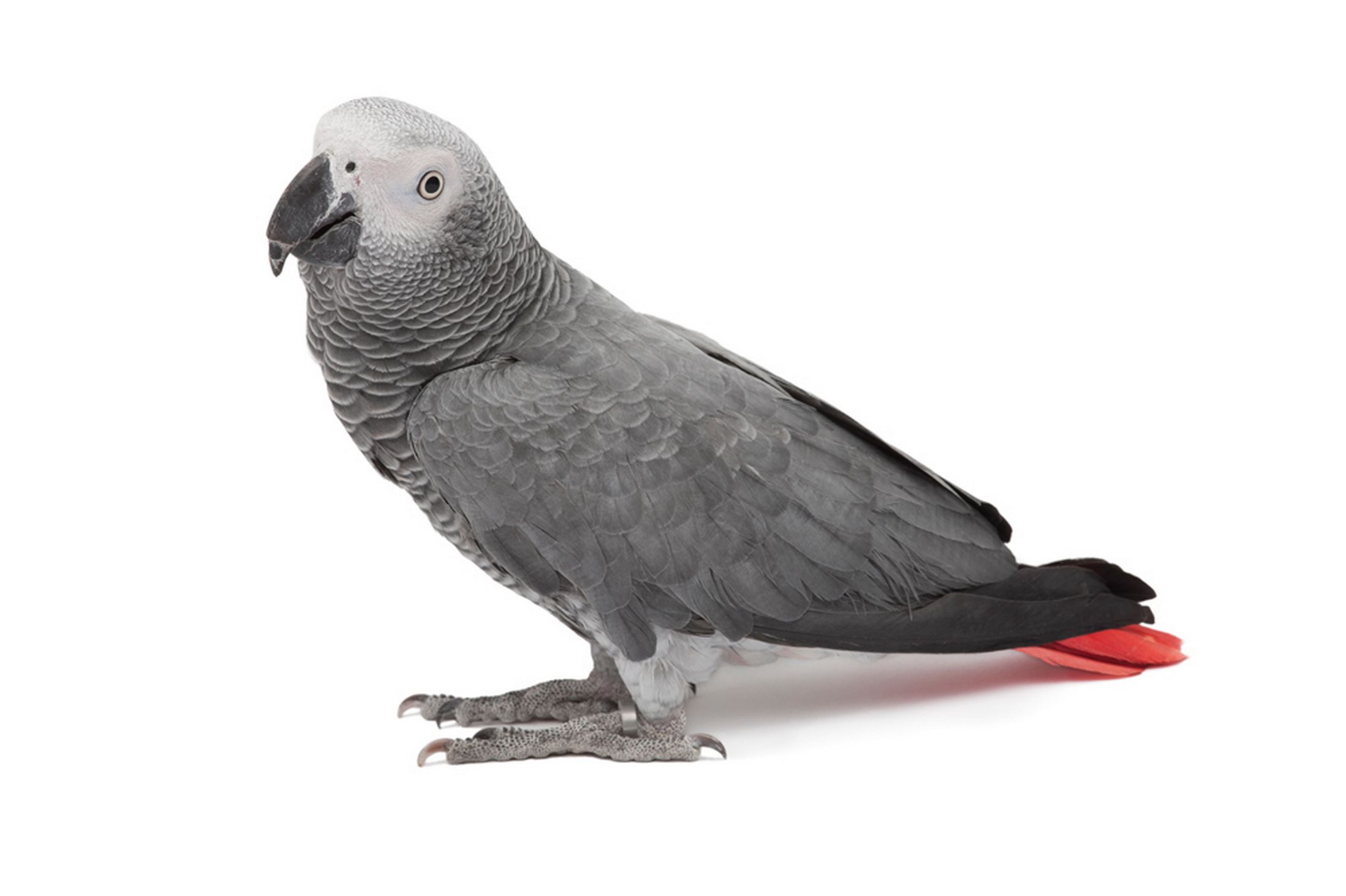 Pretty Gray parrot