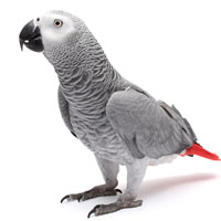 Pretty Gray parrot