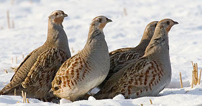 Pretty Gray partridge