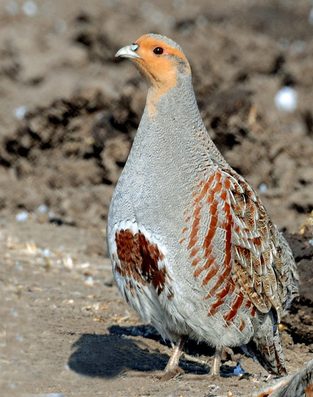 Pretty Gray partridge