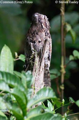 Gray potoo
