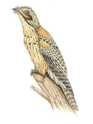 Pretty Gray potoo