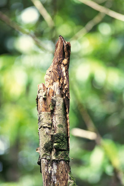 Pretty Gray potoo