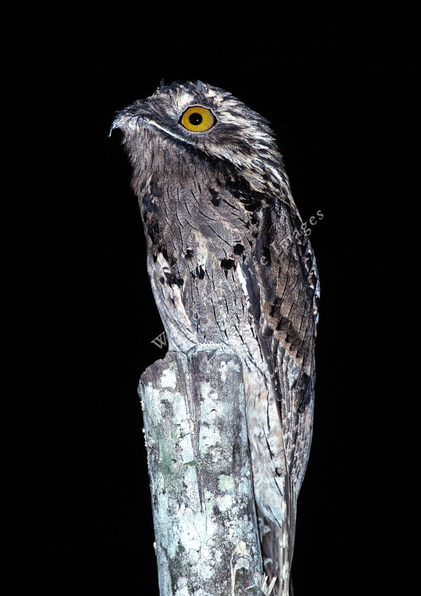 Pretty Gray potoo