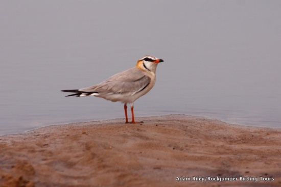 Gray pratincole
