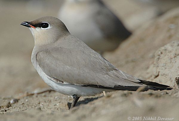 Pretty Gray pratincole