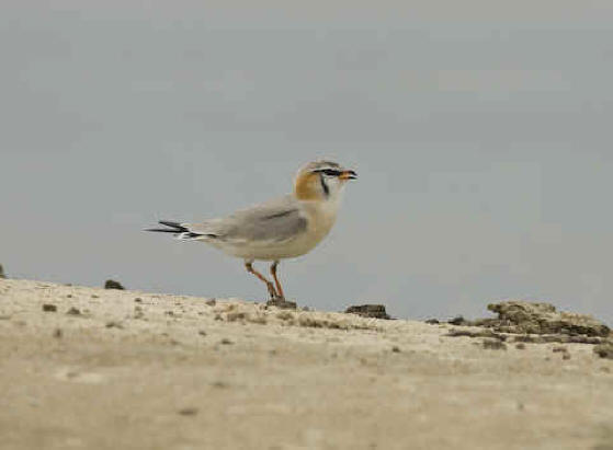 Pretty Gray pratincole