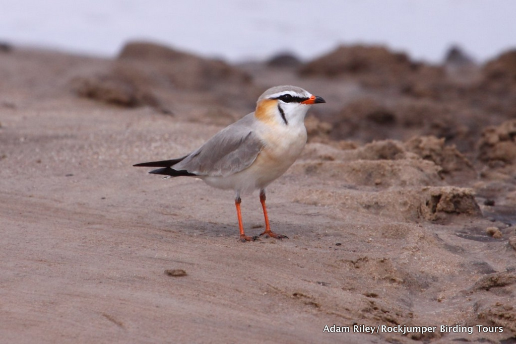 Pretty Gray pratincole