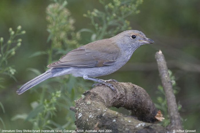 Gray shrike-thrush