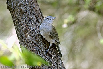 Pretty Gray shrike-thrush