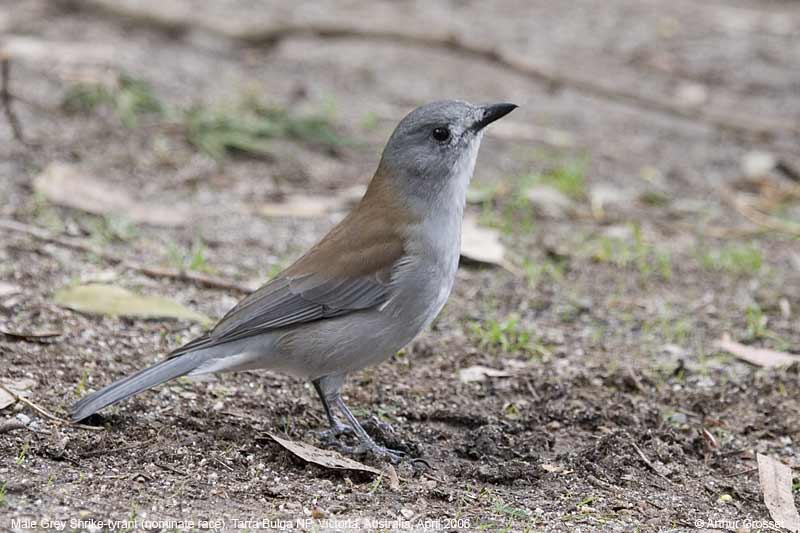 Pretty Gray shrike-thrush