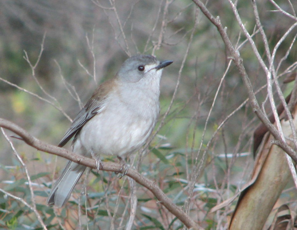 Pretty Gray shrike-thrush