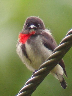 Gray-sided flowerpecker