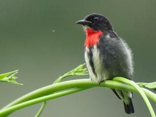 Pretty Gray-sided flowerpecker