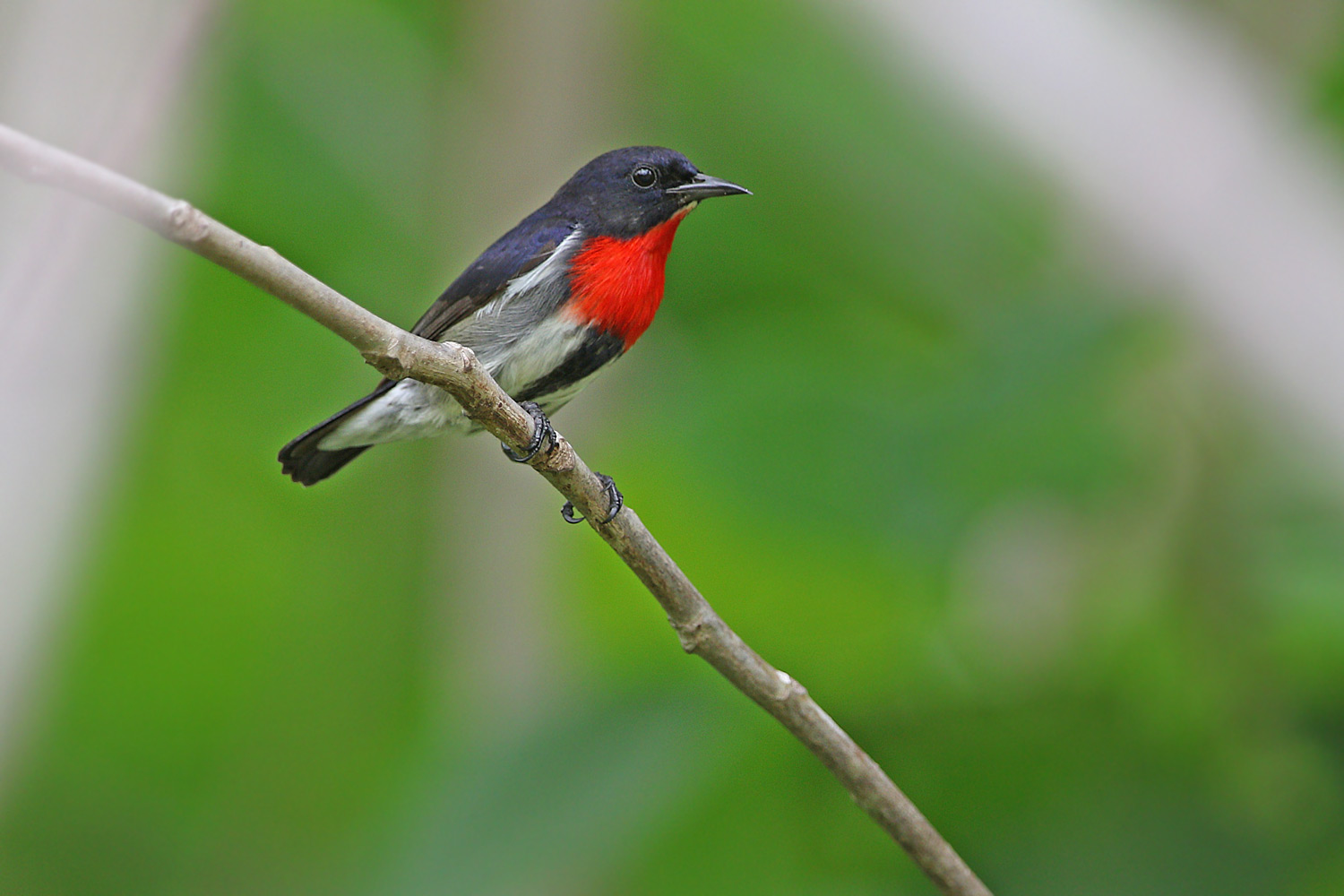 Pretty Gray-sided flowerpecker