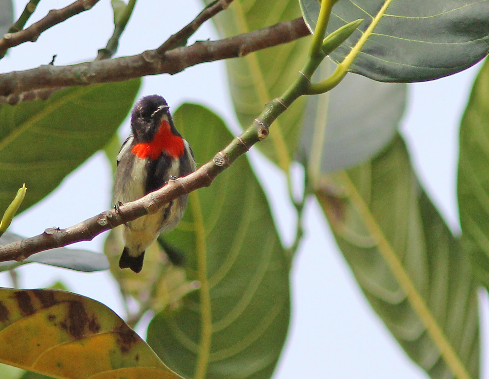 Pretty Gray-sided flowerpecker