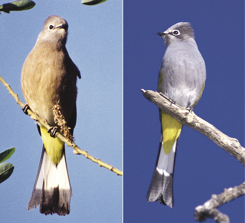 Gray silky flycatcher