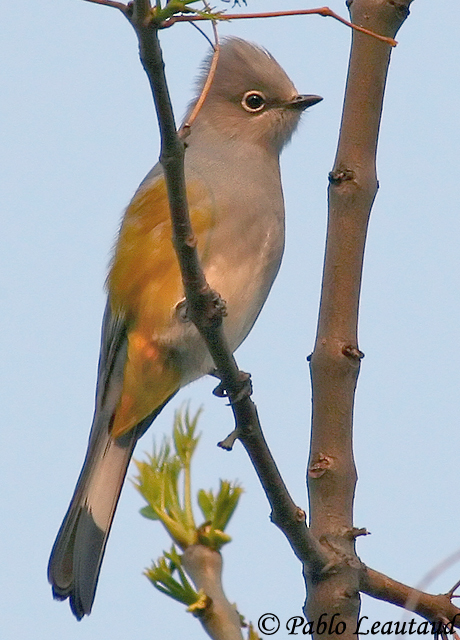Pretty Gray silky flycatcher