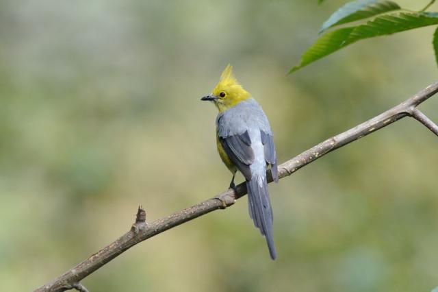 Pretty Gray silky flycatcher