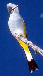 Pretty Gray silky flycatcher