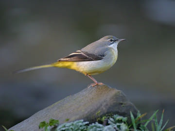 Gray wagtail
