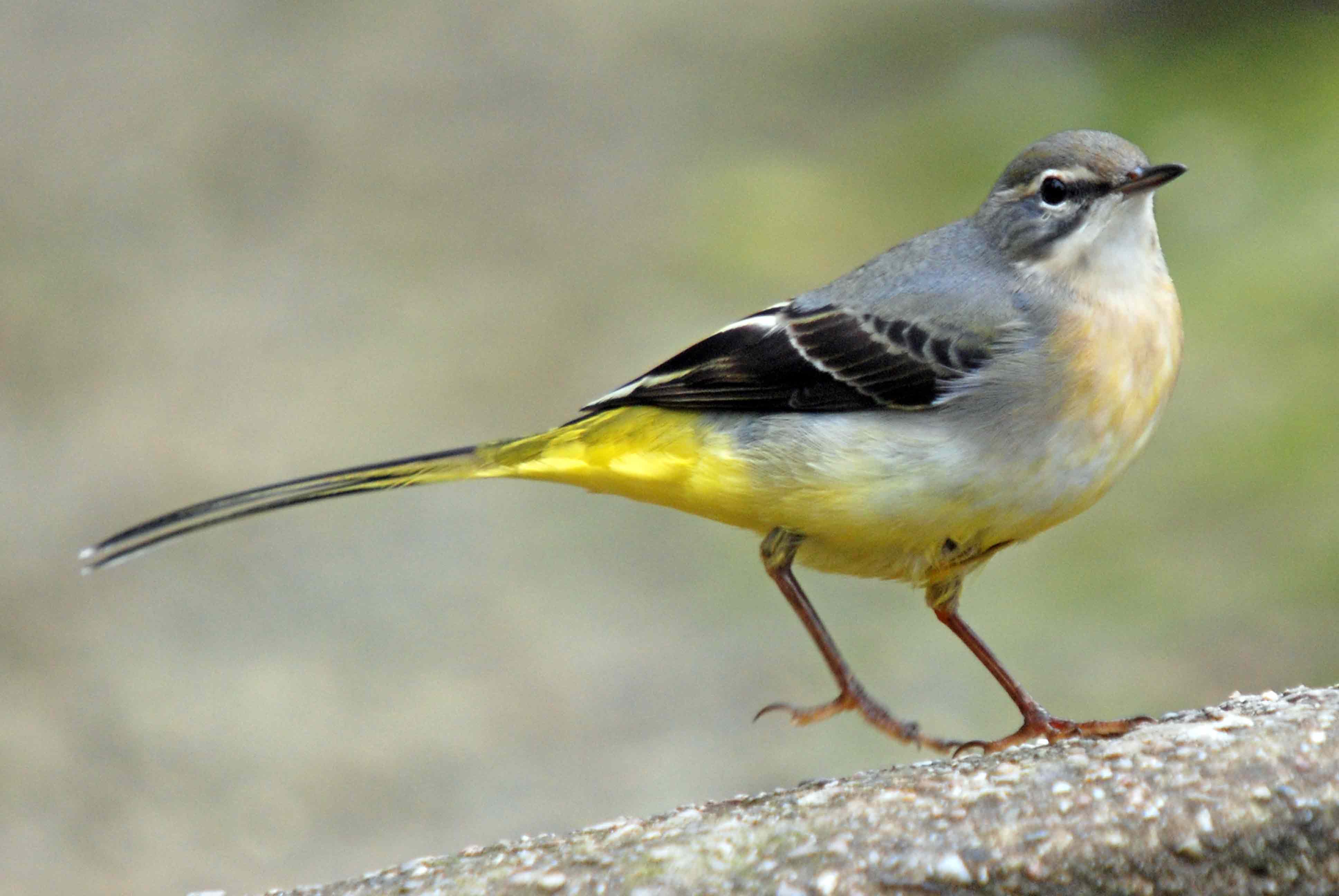 Pretty Gray wagtail