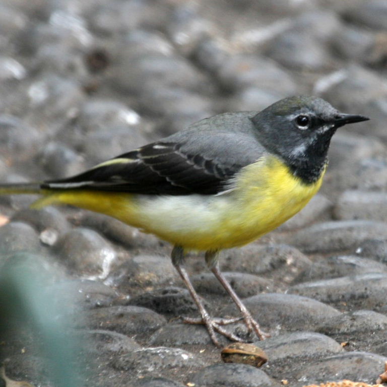 Pretty Gray wagtail