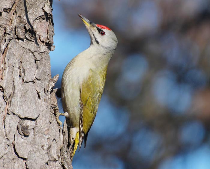 Gray woodpecker