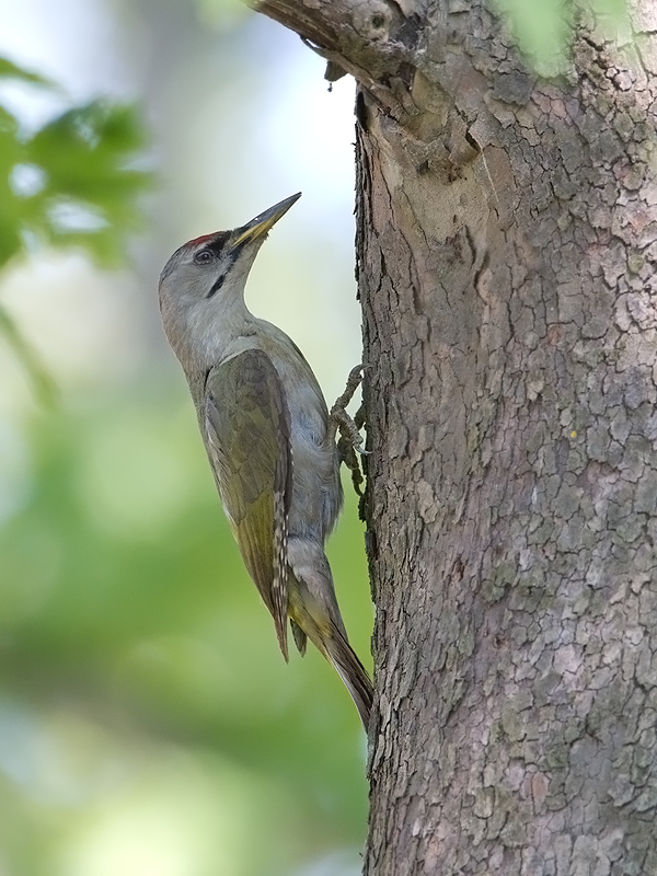 Pretty Gray woodpecker