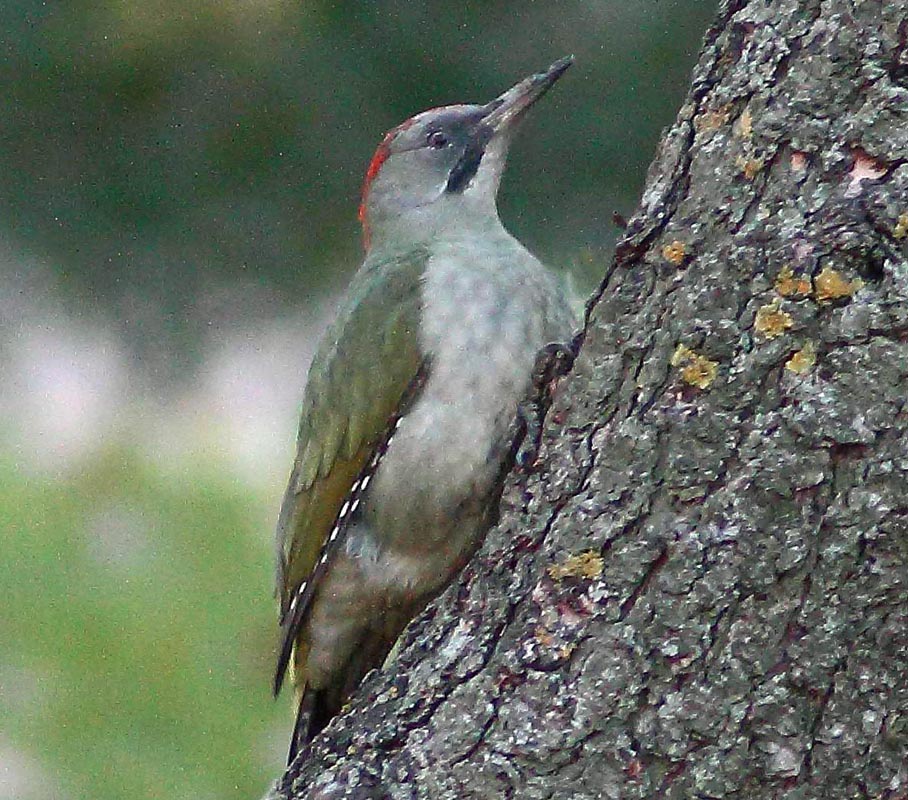 Pretty Gray woodpecker