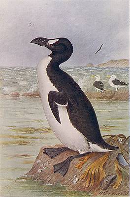 Pretty Great auk